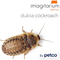 Dubia Cockroaches (Blaptica dubia)