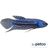 Blue Alien Betta