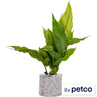 El Nino Fern