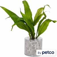 Java Fern