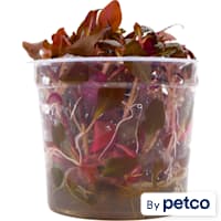 Alternanthera Reineckii