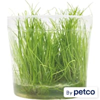 Eleocharis Acicularis