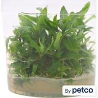 Staurogyne Repens