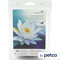 White Water Lily