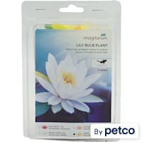 Yellow Water Lily