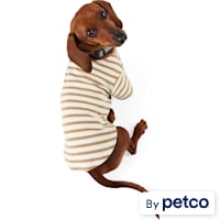 Reddy Stripe Tee for Dogs