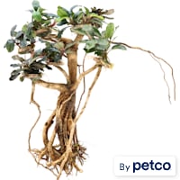 Bucephalandra Banyan Tree