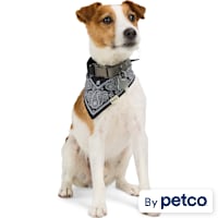 Reddy Paisley Dog Bandana