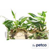 Philodendron White Princess Terrarium TC Bag