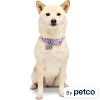 YOULY Butterfly Dog Collar