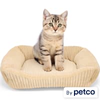 EveryYay Corduroy Rectangle Step-In Cat Bed