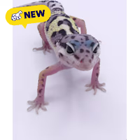 Leopard Gecko