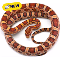 Corn Snake