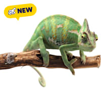 Veiled Chameleon