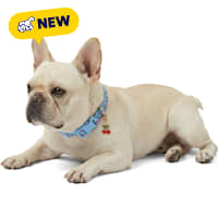Petco Cherry Dog Collar