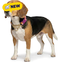Petco Martingale Training Chain Dog Collar