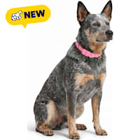 Petco UV Color-Changing Waterproof Dog Collar