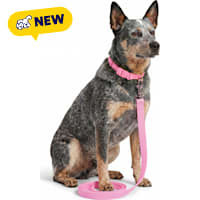 Petco UV Color-Changing Waterproof Dog Leash