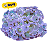 ORA Hammer Coral