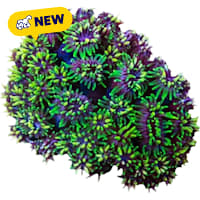 ORA Galaxea Coral