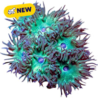 ORA Whisker Coral