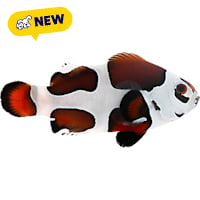 ORA Mocha Storm Clownfish