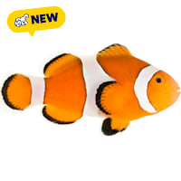 ORA Ocellaris Clownfish
