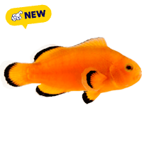 ORA Naked Ocellaris Clownfish