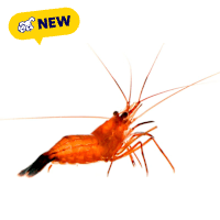 ORA Peppermint Shrimp