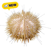 ORA Pincushion Urchin