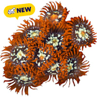 ORA Orange Zoanthid