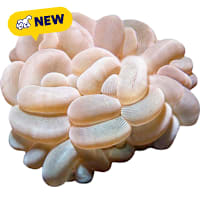 ORA Bubble Coral