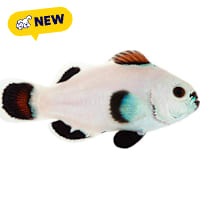 ORA Snow Storm Clownfish