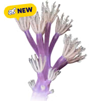 ORA Vargas Cespitularia Coral
