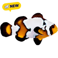 ORA Black Ice Clownfish