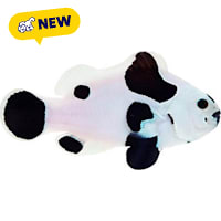 ORA Black Storm Clownfish