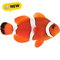 ORA Blood Orange Clownfish