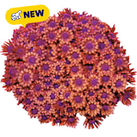 ORA Red Flowerpot Goniopora Coral