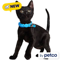 YOULY Basic Meow Jacquard Kitten Collar