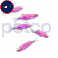 Galactic Purple Danio - 5 Pack
