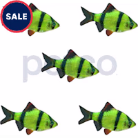 Electric Green Tiger Barb - 5 Pack