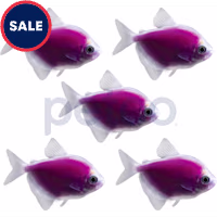 Galactic Purple Tetra - 5 Pack