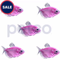 Moonrise Pink Tetra - 5 Pack