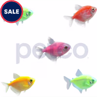 Assorted GloFish Tetra - 5 Pack
