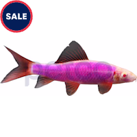 Galactic Purple Shark