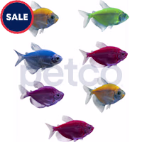 7-Pack GloFish Tetra