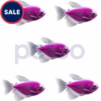 Galactic Purple Longfin Tetra