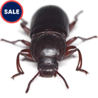 Rice Flour Beetle Culture