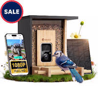 Birdfy Black Bamboo Smart Bird Feeder with Camera Solar Powered
