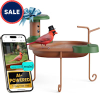 Birdfy Jolly V Smart Bird Bath with Camera Solar Powered